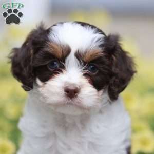 Penny, Cavapoo Puppy